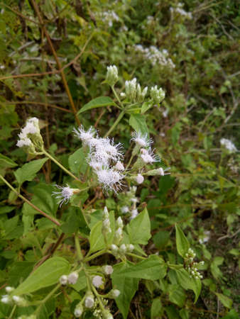 Beautiful flowers are blooming in the garden