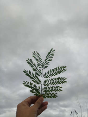 hand holding a leaf