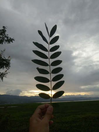 hand holding a leaf