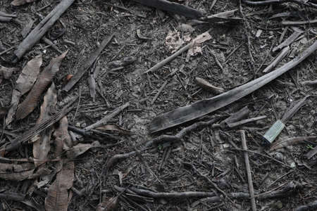 Dry leaf background. dry leaves