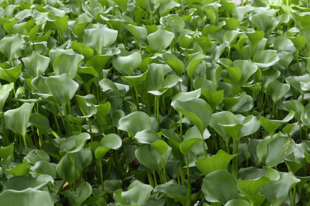 Water Hyacinth (Eichhornia crassipes) with a single purple flower.  Water hyacinth in natural water sourcesの写真素材