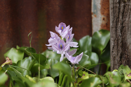 Water Hyacinth (Eichhornia crassipes) with a single purple flowerの写真素材