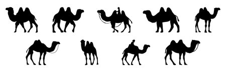 Camel silhouettes set. Vector illustration isolated on white background.のイラスト素材