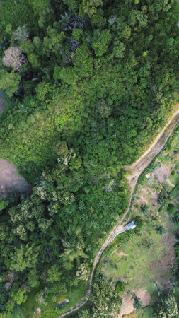 Top view of green forest in Indonesia. Nature landscape background. Aerial view.の写真素材