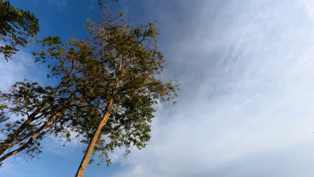 Low angle view of tall tree with blue sky and cloud background.