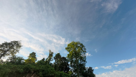 Landscape view of green forest with blue sky and white clouds.