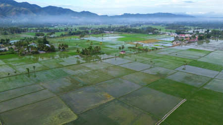 Aerial view of rice fields in Gorontalo, Indonesia. Rural landscapeの写真素材