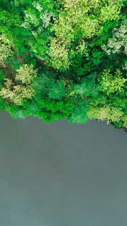 Trees in the forest. Nature background. Top view of green trees.