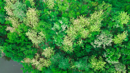 Aerial view of green trees in the forest with river background.