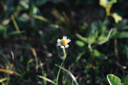Close-up of Tridax Procumbens Flower