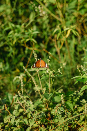 Plain Tiger Butterfly on Green Plant