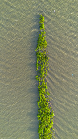 Aerial view of a mangrove forest in the sea.の写真素材
