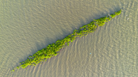 Aerial view of mangrove forest in the sea