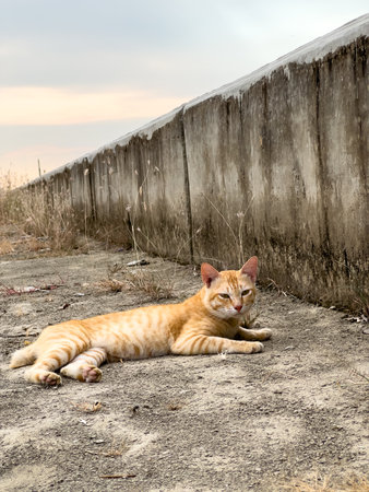 Portrait of a Ginger Cat Resting Outdoorsの写真素材