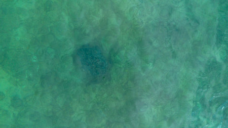 Overhead View of Sea Turtle Swimming in Ocean