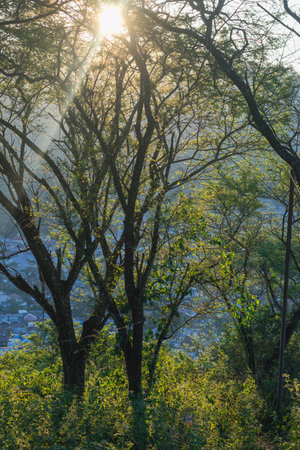 Sunlit Trees Overlooking Cityscapeの写真素材