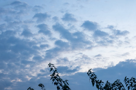 Cloudy Sky with Silhouetted Tree Branchの写真素材
