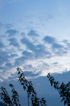 Scenic Sky View with Clouds and Silhouetted Plantsの写真素材