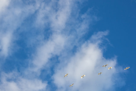 Flock of Birds Flying in Cloudy Skyの写真素材
