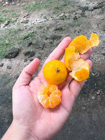 Hand Holding Peeled Orange Segments and Peel