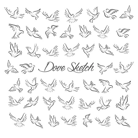 Dove and Pigeon Birds Sketch Illustration Eps.10のイラスト素材