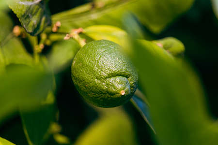 Young small fresh and organic lemon fruit in a green form on a lemon treeの写真素材
