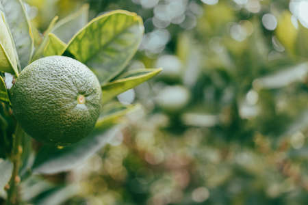 Young orange fruit in a green form on an orange tree