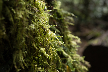 The mossの写真素材