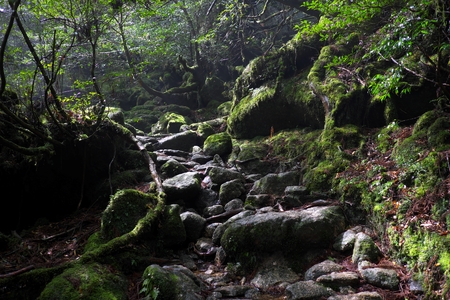 Rainforest Shiratani Trailの写真素材
