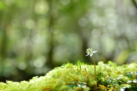 Moss and flowersの写真素材
