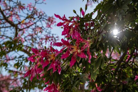 flowering tree with  fuchsia flowers and the sunの写真素材