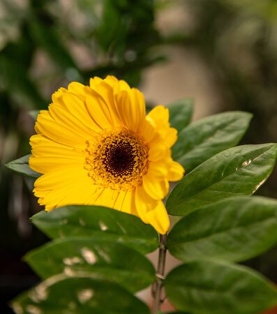 yellow gerbera on a background of green leavesの写真素材