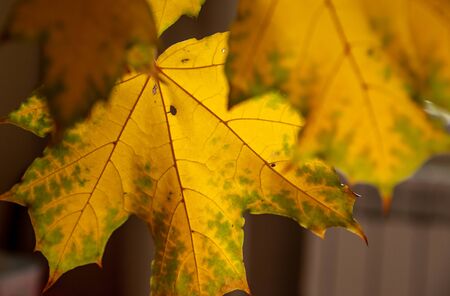 yellow maple leavesの写真素材