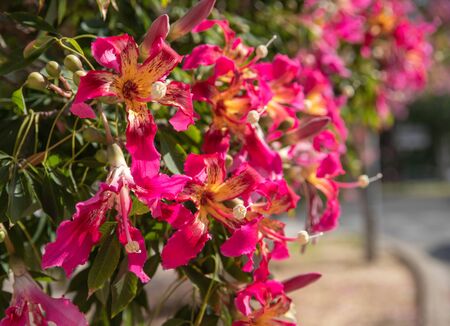 flowering tree with  fuchsia flowers and the sunの写真素材