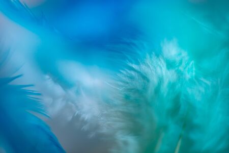 fluffy blue and green background of fluffy feathers