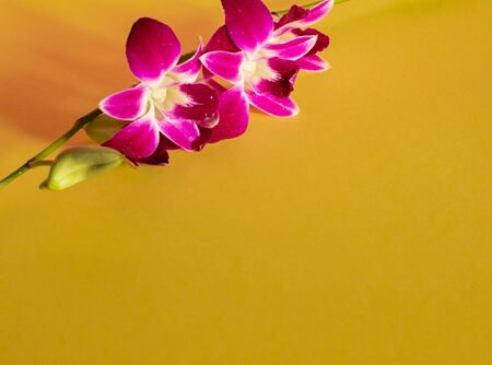 bright spring orchid flowers on a yellow backgroundの写真素材