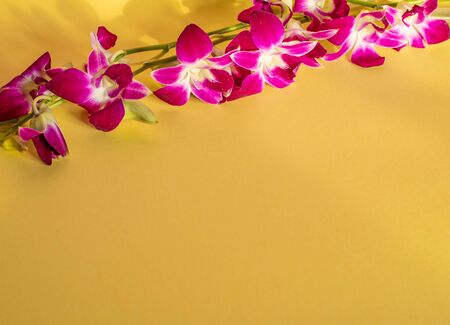 bright spring orchid flowers on a yellow backgroundの写真素材
