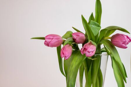 spring pink tulips in a transparent vase on a white backgroundの写真素材