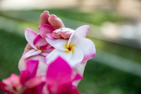 frangipani sunlit spring flower in the palm of your handの写真素材