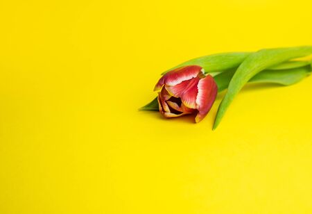 pink tulip on a bright yellow background. March 8の写真素材