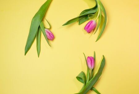 pink tulip on a yellow background. March 8の写真素材