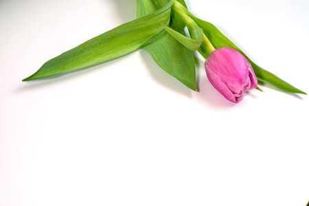 pink tulip on a bright white background. March 8の写真素材
