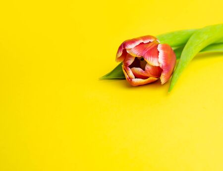 pink tulip on a bright yellow background. March 8の写真素材