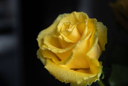 yellow rose flower, with water drops, isolated, dark backgroundの写真素材