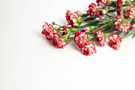 red carnations on a white background, isolatedの写真素材