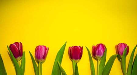 pink tulips on a yellow background,March 8, mothers Dayの写真素材
