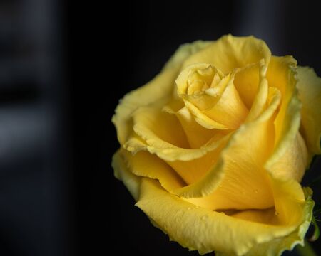 yellow rose flower, with water drops, isolated, dark backgroundの写真素材