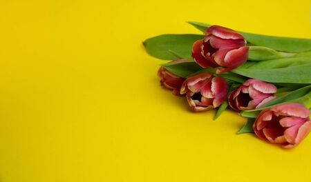 pink tulips on a yellow background,March 8, mothers Dayの写真素材