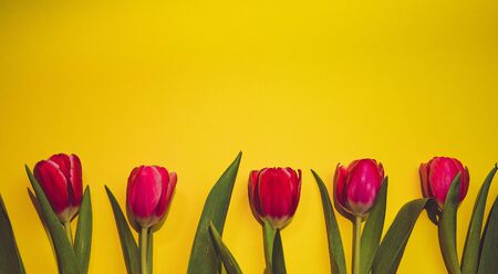 pink tulips on a yellow background,March 8, mothers Dayの写真素材