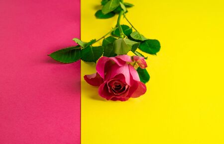 scarlet rose on a yellow and pink backgroundの写真素材